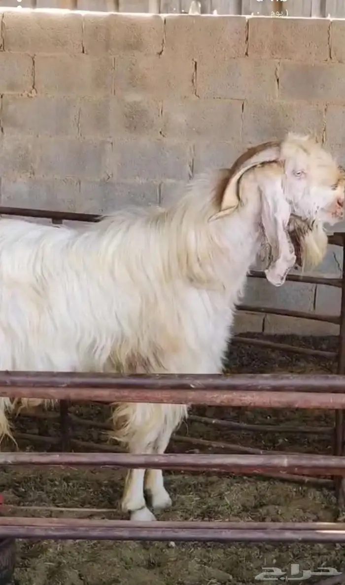 تيس فحل مشرووط 1