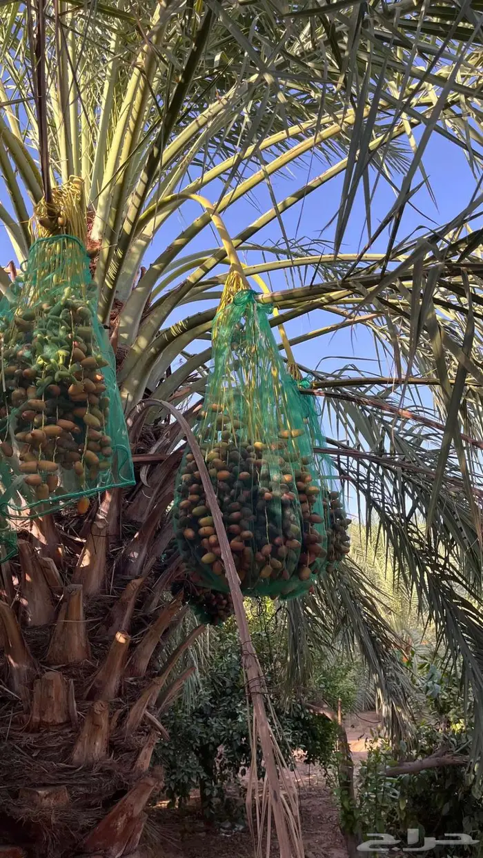للبيع منتجع فاخر - البكيريه 2