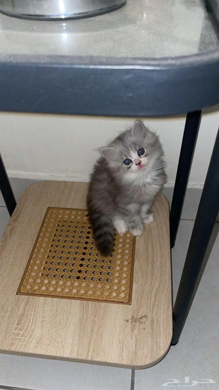 قطط شيرازي - همالايا للبيع بالدمام 9