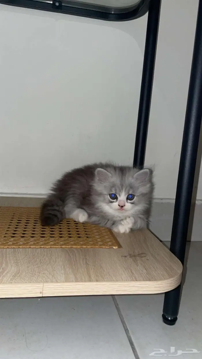 قطط شيرازي - همالايا للبيع بالدمام 8