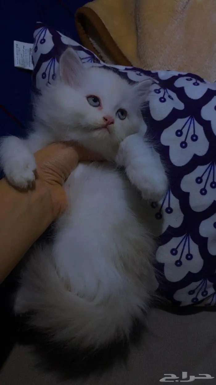 قطط شيرازي - همالايا للبيع بالدمام 0