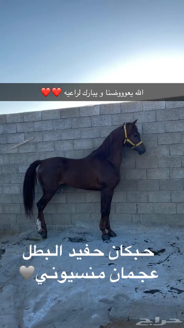 مهر شييخ للبيع 3