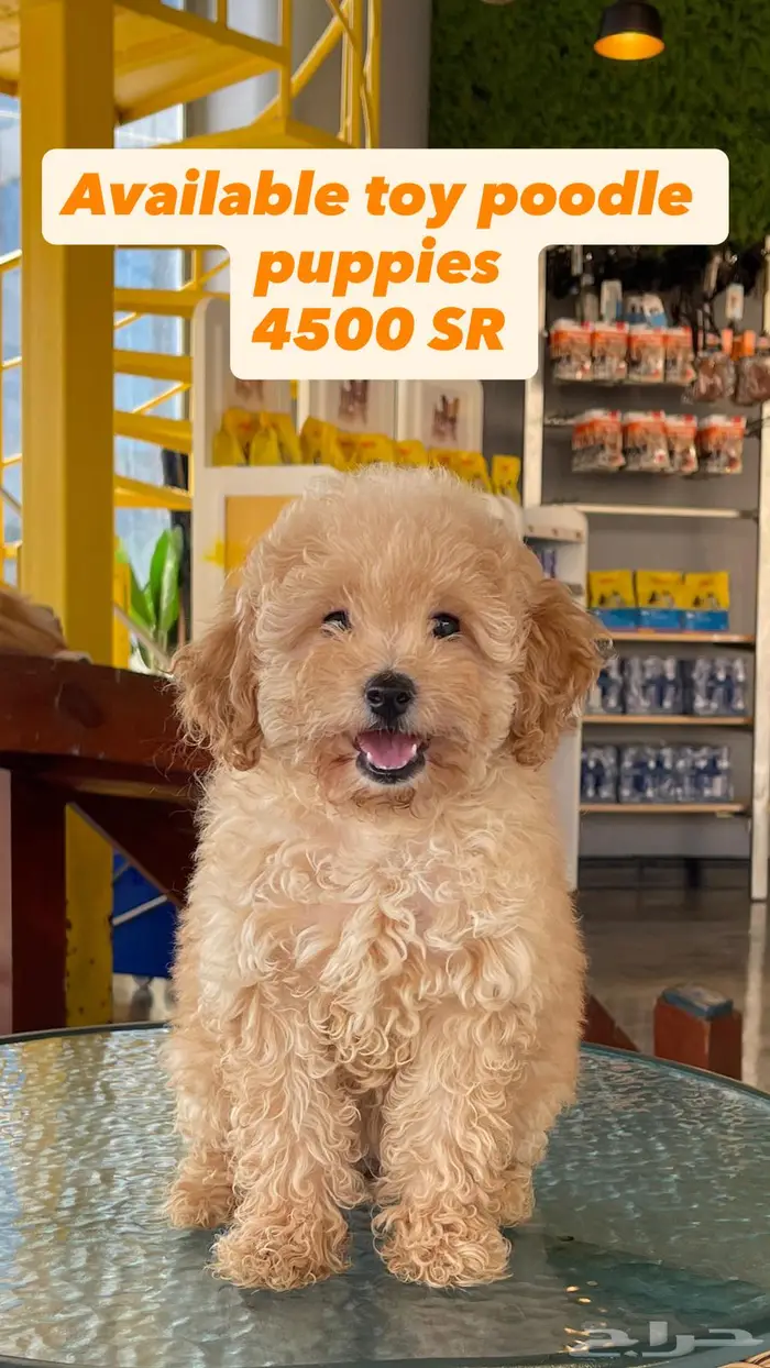 توي بودل انثى toy poodle 0