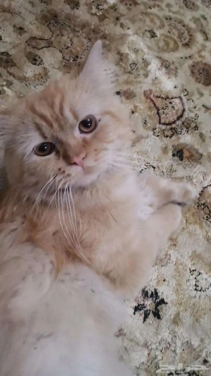 للتبني قطط 1