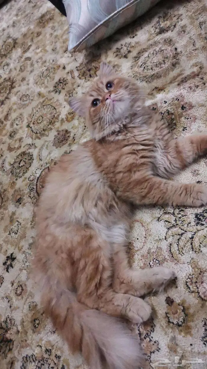 للتبني قطط 2