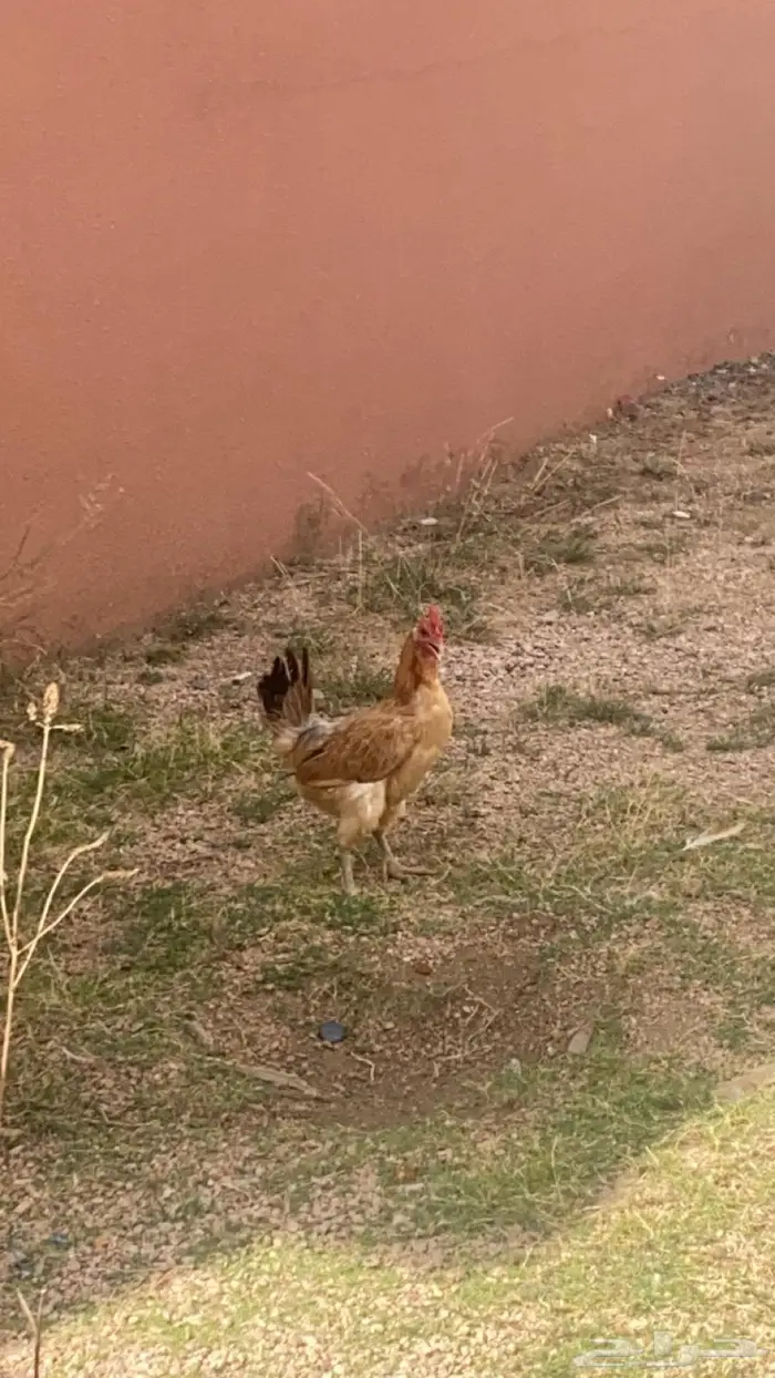 دجاجه وديك بلدي 3