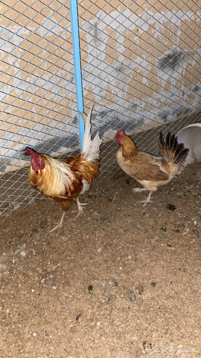 دجاجه وديك بلدي 2