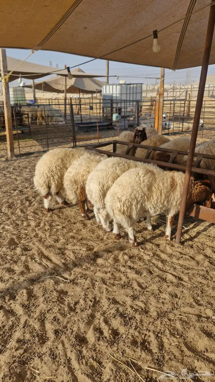 ذبايح نعيم حري تيوس سواكن 2