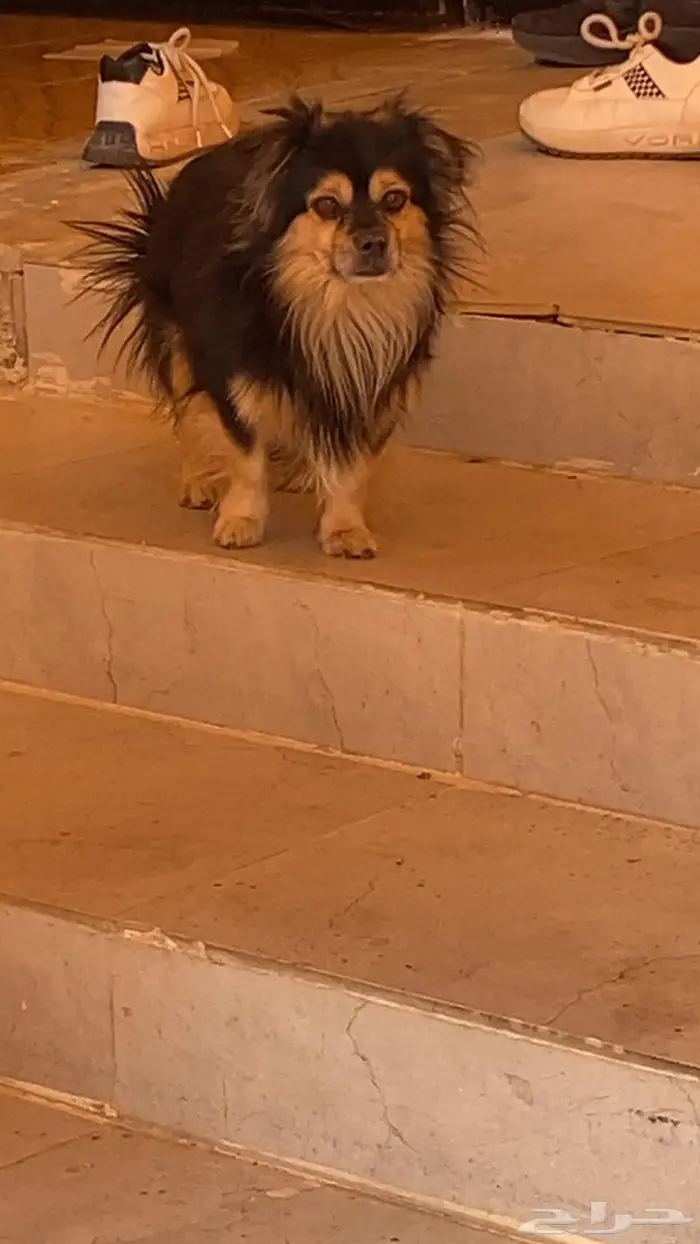 كلب بومرينان مع تشيواو للبيع 0