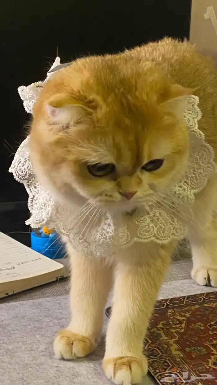 قطط سكوتش فولد للبيع بالتقسيط 4