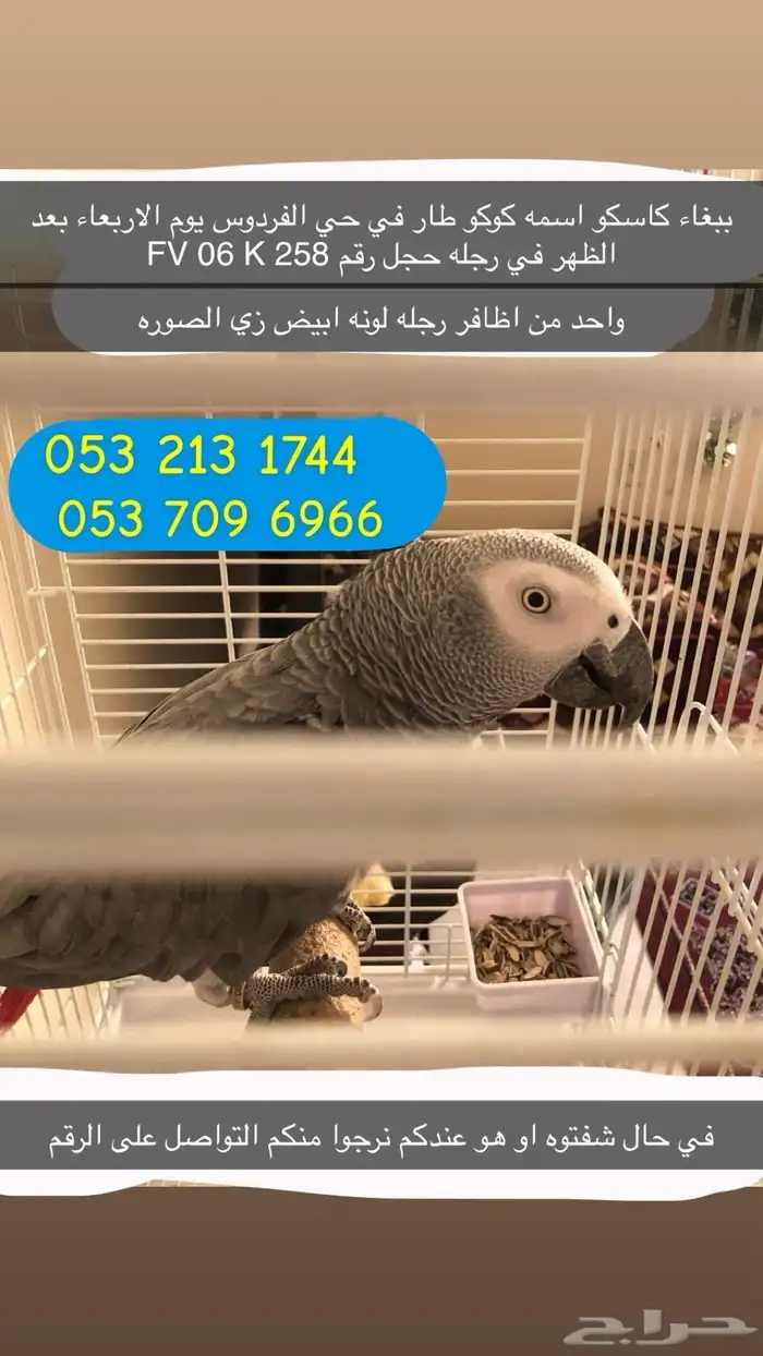 بغبغاء كاسكو مفقود 1