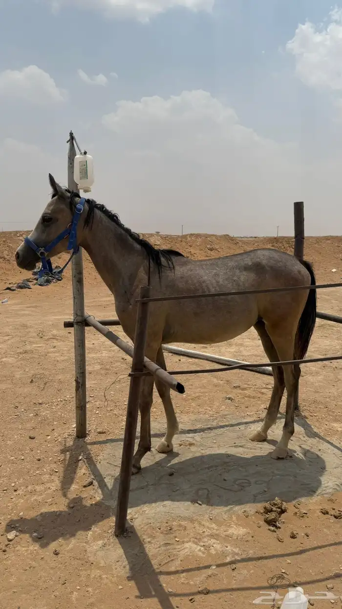 مهر عربي اصيل 0