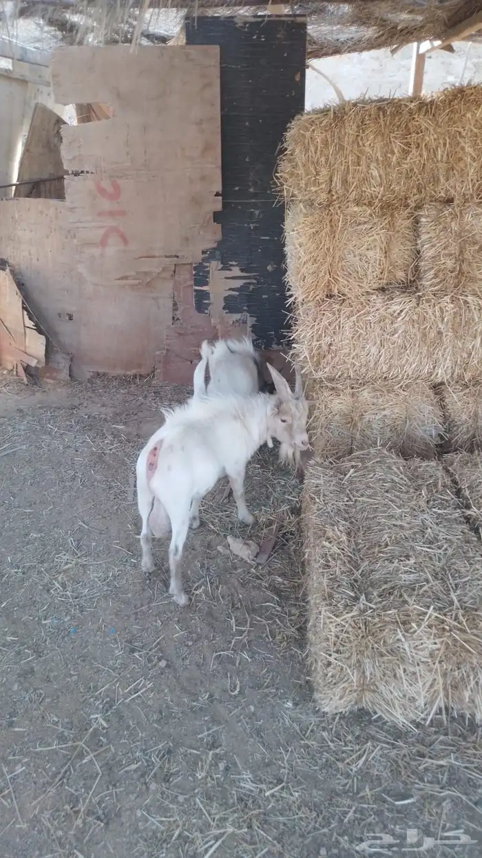 ماعز قزم للبيع 0