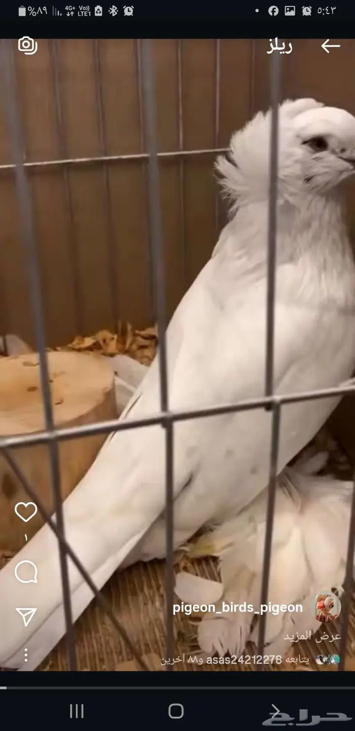 طلب زوج حمام هنقاري 1