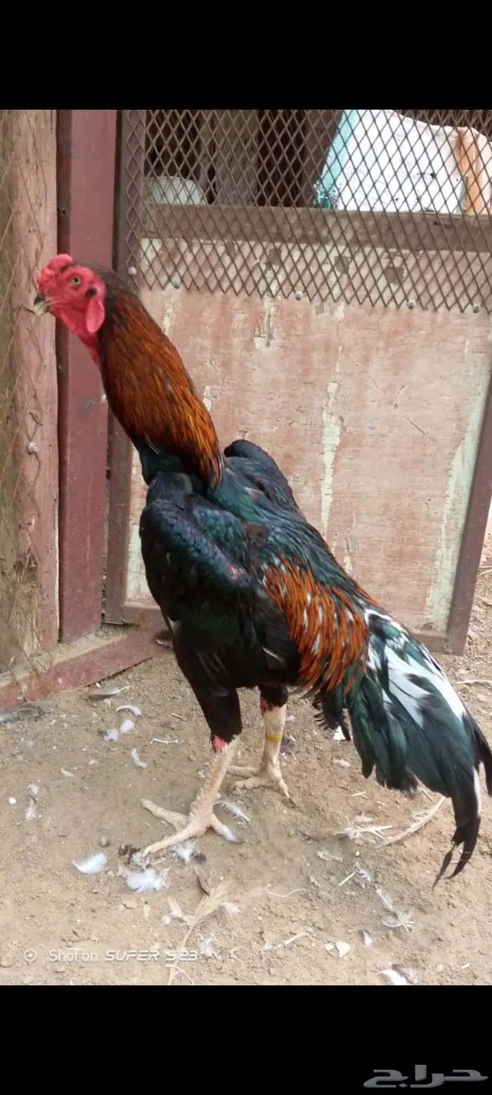 ديك شامو ألماني دم هزاز للبيع 1