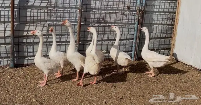 وز بلغاري ابيض كوبرا مستوى فاخر تب 6