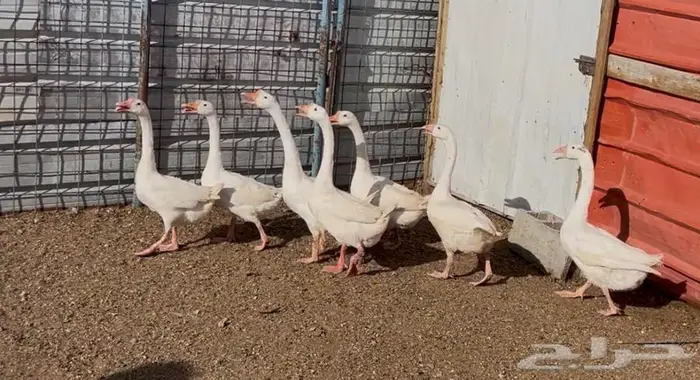 وز بلغاري ابيض كوبرا مستوى فاخر تب 13
