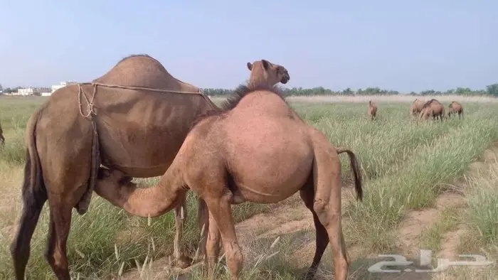 قعدان للبيع 0