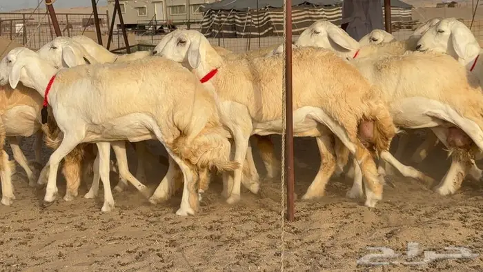 رخال صنف نوادر 18 راس 0