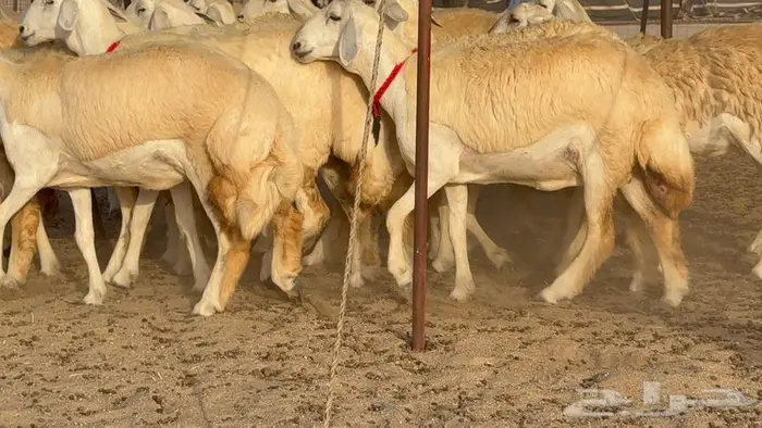 رخال صنف نوادر 18 راس 4