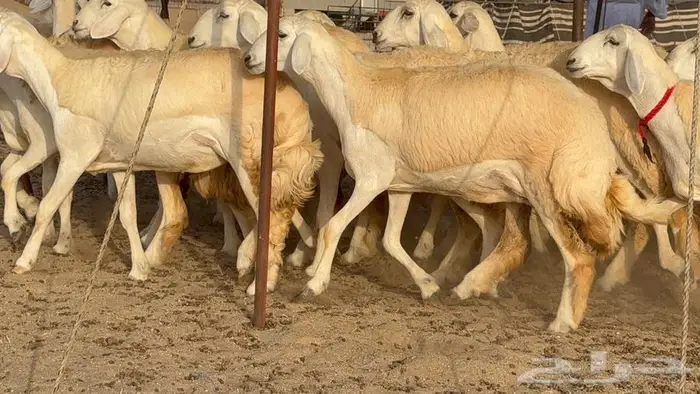 رخال صنف نوادر 18 راس 7