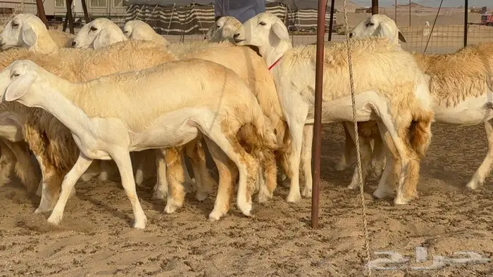 رخال صنف نوادر 18 راس 8