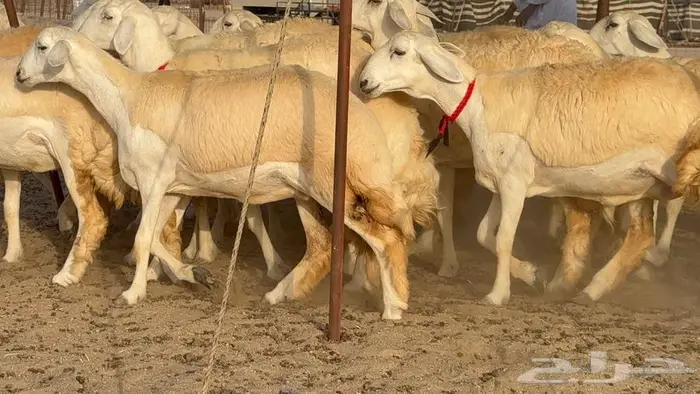 رخال صنف نوادر 18 راس 5