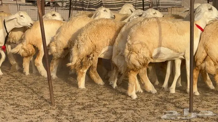 رخال صنف نوادر 18 راس 10