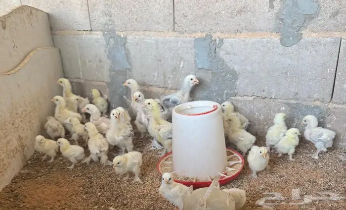 للببع دجاج براهما 4