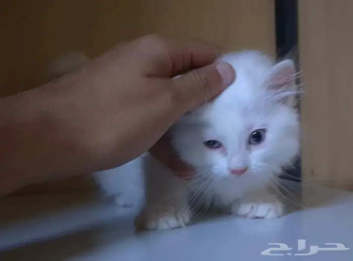كيتن ذكر للتبني بمقابل رمزي 1