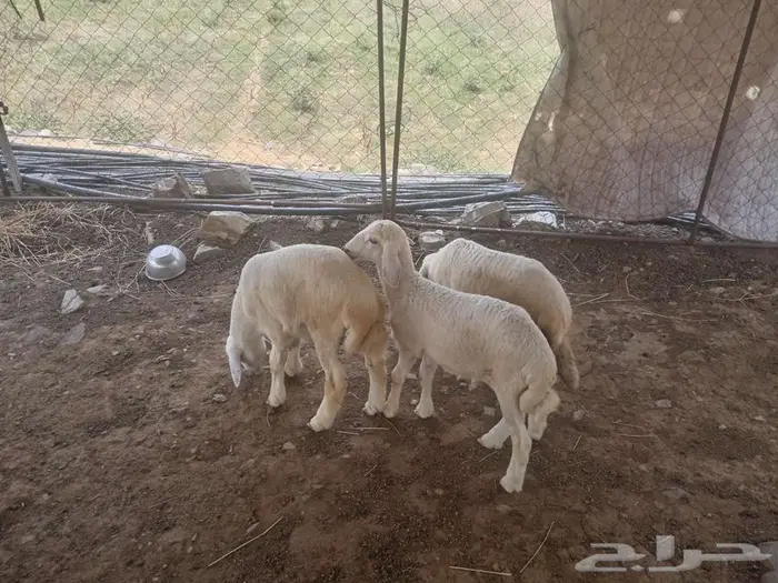 طليان للبيع 0