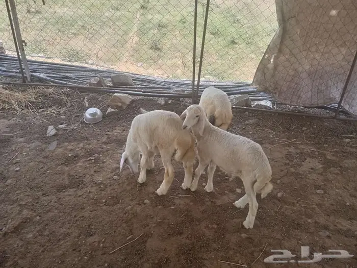 طليان للبيع 1