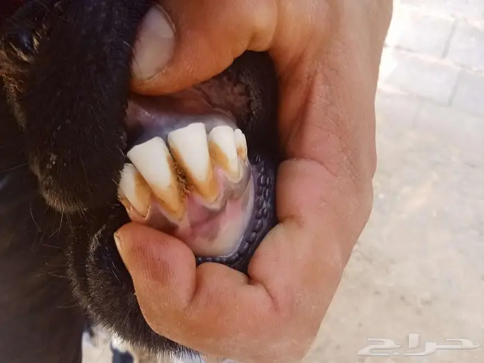 تم البيع تم البيع رخل هجين نجدي مع مغربيه 2