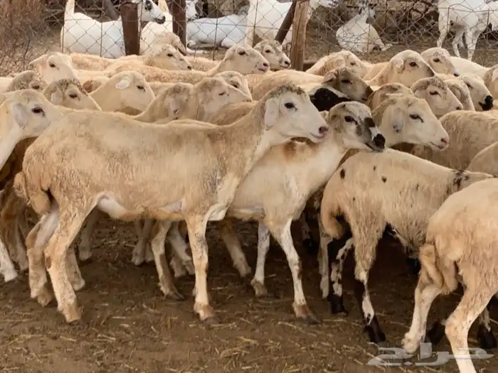 رخال مهجنات حريات 0