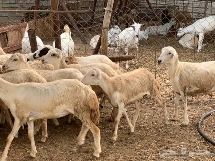 رخال مهجنات حريات 1