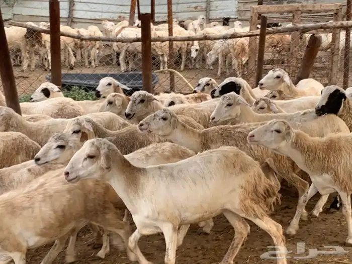رخال مهجنات حريات 4