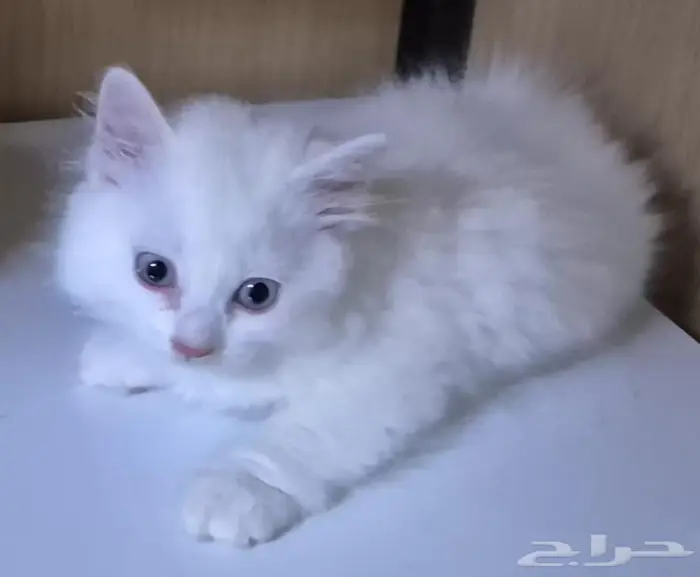 كيتن ذكر للتبني بمقابل رمزي 0