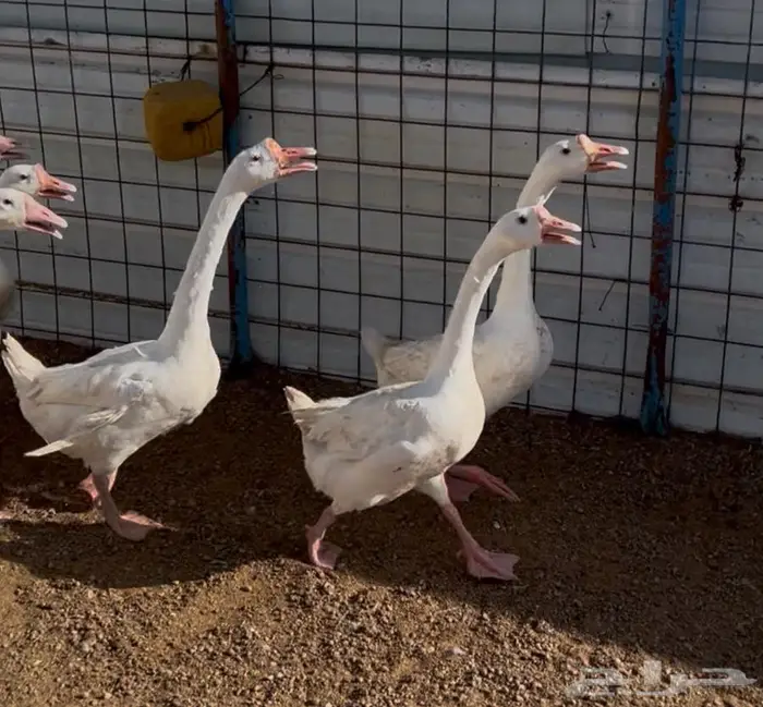 وز بلغاري ابيض كوبرا مستوى فاخر تب 3