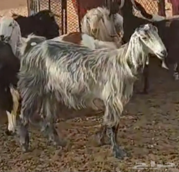 للبيع بشرورة معزا معها الفحل 0