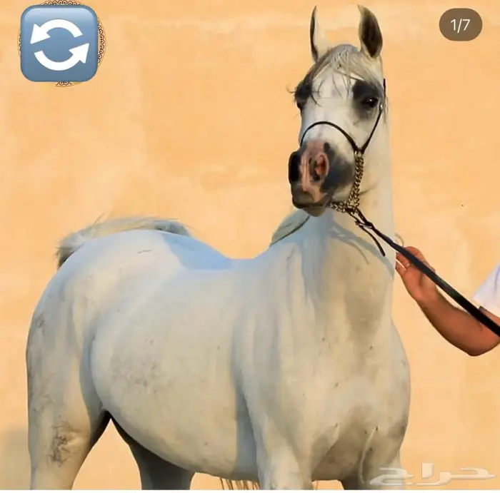 فرس واهو مصرية 0