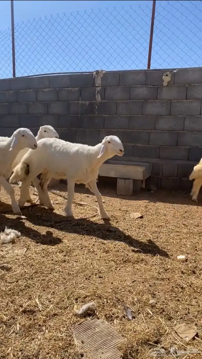 مشاريع فحول حري 0