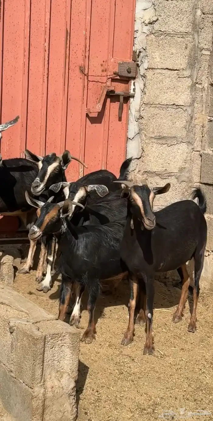 معزا حوو متابيع ( تم البيع ) 0