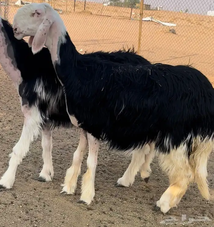 رخل نجديه خصم 3