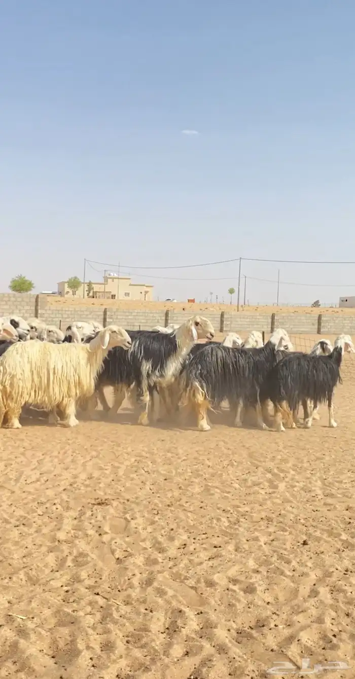 غنم نجد صنف 1