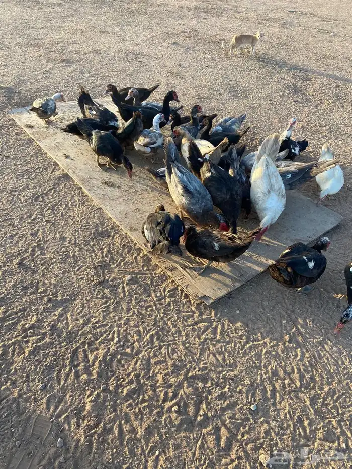 بط شرشري للبيع 4