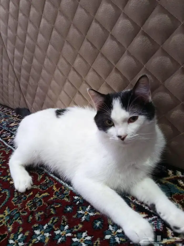 قط ذكر للتبني 0