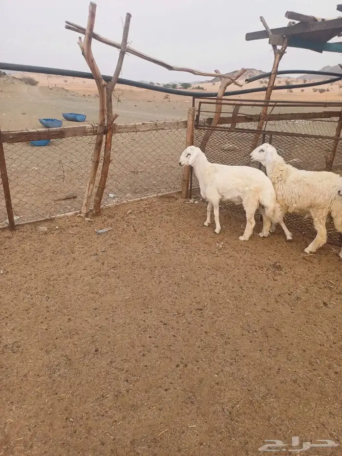 طليان جبره العدد 3 0