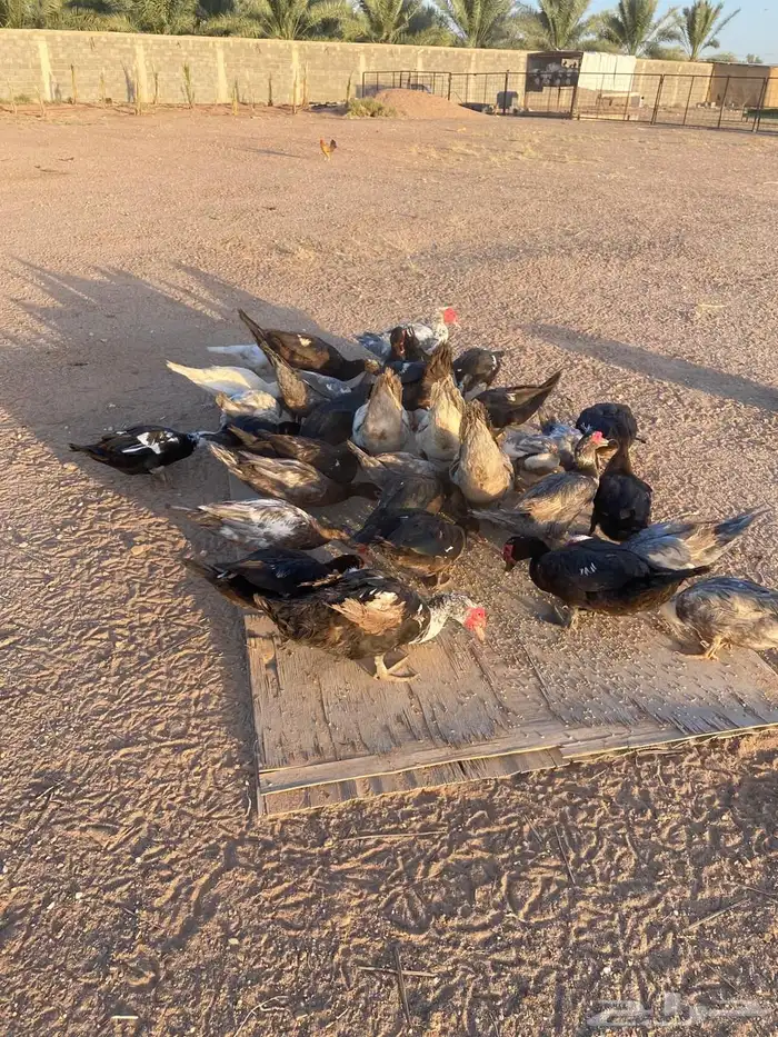 بط شرشري للبيع 1