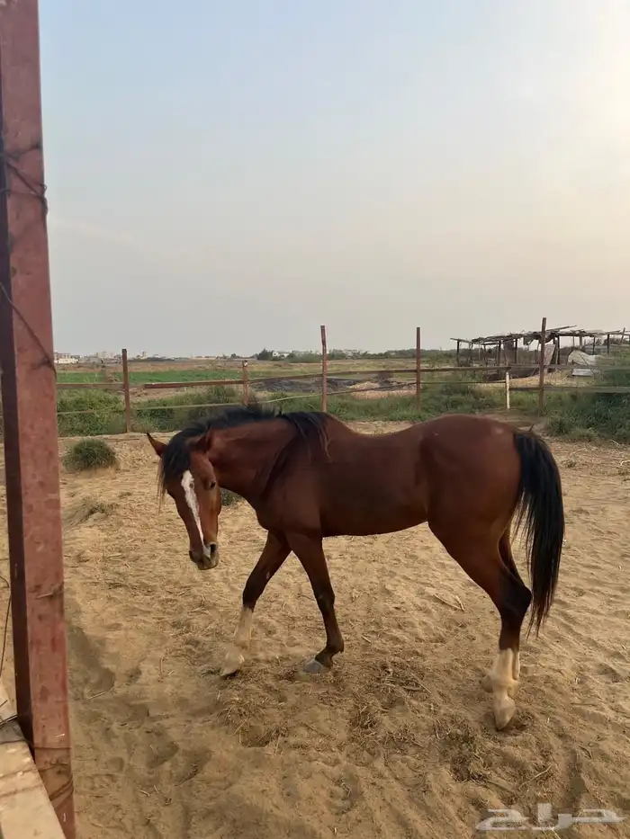 خيل شعبي العمر تقريبا 3 سنوات و 8 شهور مهجن إنقليزي 0
