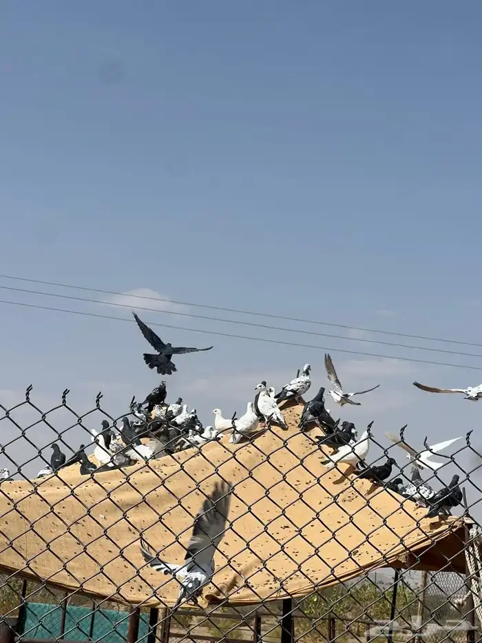 حمام للبيع العدد 300 0
